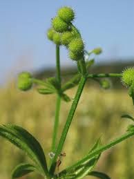 Attēlu rezultāti vaicājumam “Galium aparine fruit”