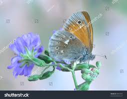 Attēlu rezultāti vaicājumam “Coenonympha tullia underside”