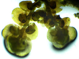 Attēlu rezultāti vaicājumam “Frullania dilatata”