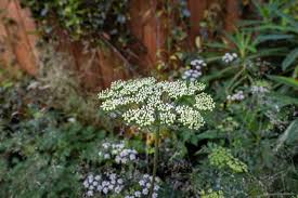 Attēlu rezultāti vaicājumam “Cenolophium denudatum”