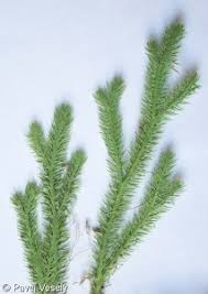 Attēlu rezultāti vaicājumam “Lycopodium clavatum”