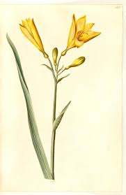 Attēlu rezultāti vaicājumam “Hemerocallis lilioasphodelus flower”