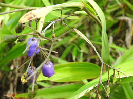 Attēlu rezultāti vaicājumam “Dianema nivale sessile”