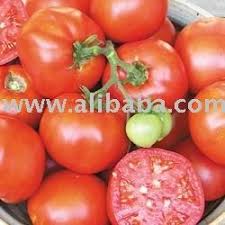 Afbeeldingsresultaat voor earliana tomato