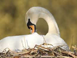 Image result for Sussex Swans