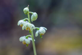 Attēlu rezultāti vaicājumam “Pyrola chlorantha”
