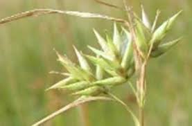 Attēlu rezultāti vaicājumam “Carex vesicaria”