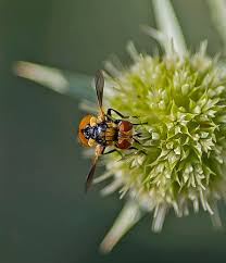 Attēlu rezultāti vaicājumam “Gymnosoma sp.”