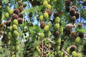 Attēlu rezultāti vaicājumam “Larix kaempferi fruit”