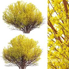 Attēlu rezultāti vaicājumam “Forsythia suspensa”