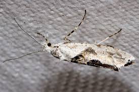 Attēlu rezultāti vaicājumam “Ypsolopha parenthesella”