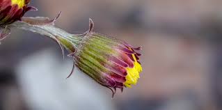 Attēlu rezultāti vaicājumam “Tussilago farfara bud”