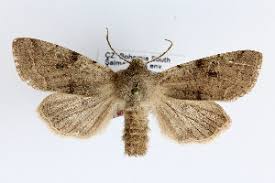 Attēlu rezultāti vaicājumam “Orthosia sp.”