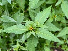 Attēlu rezultāti vaicājumam “Bidens tripartita leaf”