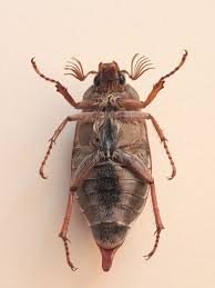 Attēlu rezultāti vaicājumam “Melolontha hippocastani”