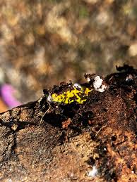 Attēlu rezultāti vaicājumam “Cribraria cancellata var. fusca stalked”