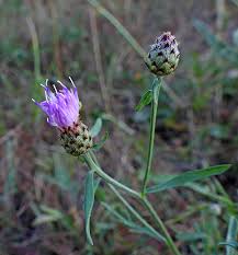 Attēlu rezultāti vaicājumam “Oenothera rubricauli bud”