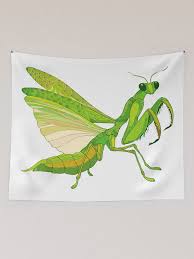 Attēlu rezultāti vaicājumam “Mantis religiosa”