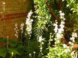 Image result for Campanula affinis