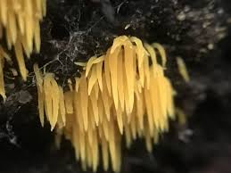 Attēlu rezultāti vaicājumam “Mucronella calva”