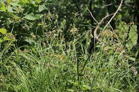 Attēlu rezultāti vaicājumam “Luzula luzuloides fruit”