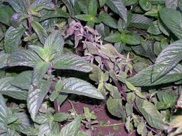 Attēlu rezultāti vaicājumam “Mentha x verticillata leaf”