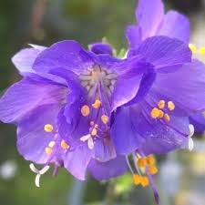Attēlu rezultāti vaicājumam “Polemonium caeruleum flower”