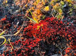 Attēlu rezultāti vaicājumam “Leiocolea heterocolpos”