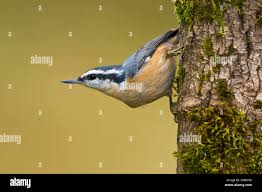 Image result for Sitta canadensis