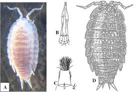 Attēlu rezultāti vaicājumam “Oniscoidea”