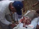 Some Thailand Cannibals 'Eating' A Human (Gruesome Pictures ...