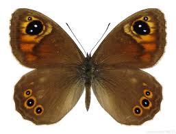 Attēlu rezultāti vaicājumam “Lasiommata maera”