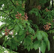 Attēlu rezultāti vaicājumam “Aesculus”