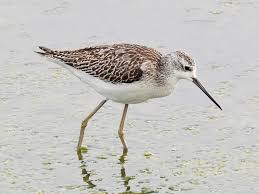 Attēlu rezultāti vaicājumam “Tringa stagnatilis adult”