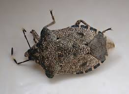 Attēlu rezultāti vaicājumam “Troilus luridus”