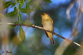 Image result for Phylloscopus ibericus