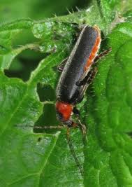 Attēlu rezultāti vaicājumam “Cantharis fusca larva”