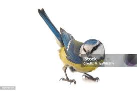 Image result for Cyanistes caeruleus