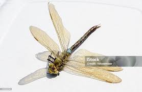 Attēlu rezultāti vaicājumam “Ophiogomphus cecilia”