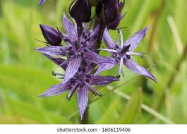 Attēlu rezultāti vaicājumam “Swertia perennis leaf”