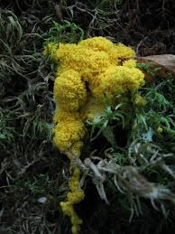 Attēlu rezultāti vaicājumam “Fuligo luteonitens”