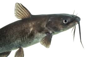 Image result for Ictalurus furcatus