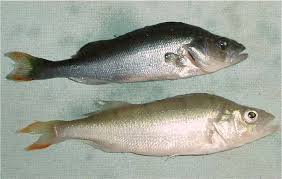 Attēlu rezultāti vaicājumam “Perca fluviatilis”