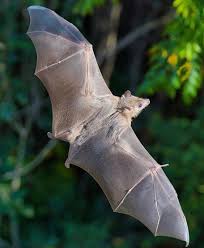 Attēlu rezultāti vaicājumam “Chiroptera”