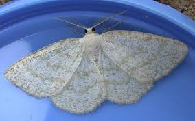 Attēlu rezultāti vaicājumam “Cabera exanthemata”