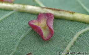 Attēlu rezultāti vaicājumam “Neuroterus albipes”