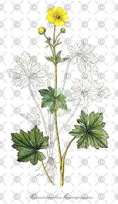 Attēlu rezultāti vaicājumam “Ranunculus lanuginosus flower”