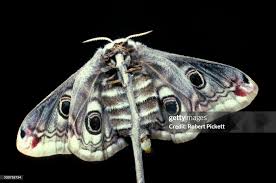Attēlu rezultāti vaicājumam “Saturnia pavonia female”
