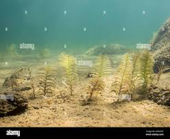 Attēlu rezultāti vaicājumam “Potamogeton perfoliatus flower”