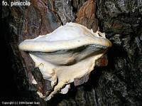 Attēlu rezultāti vaicājumam “Postia tephroleucus”